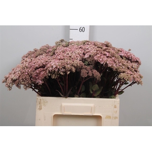 Sedum Matrona