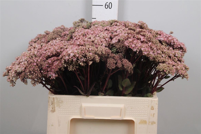 <h4>Sedum Matrona</h4>