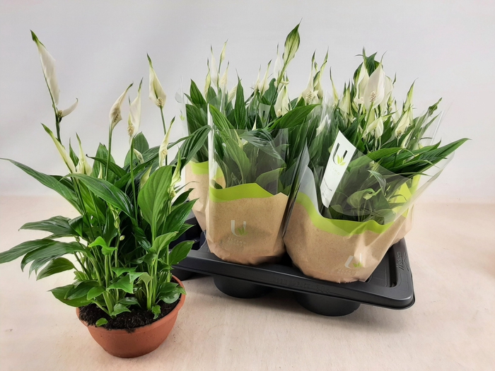 <h4>SPATH CHOPIN</h4>