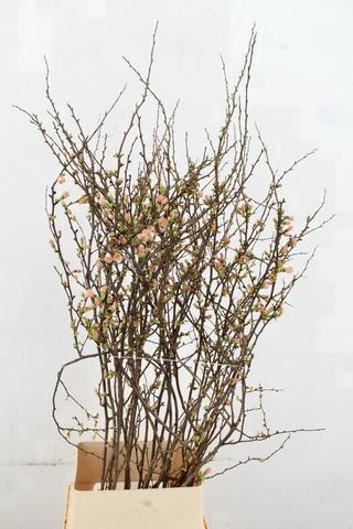 <h4>CHAENOMELES JAPONICA PINK 120CM</h4>