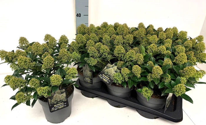 <h4>SKIM J WHITE DWARF</h4>