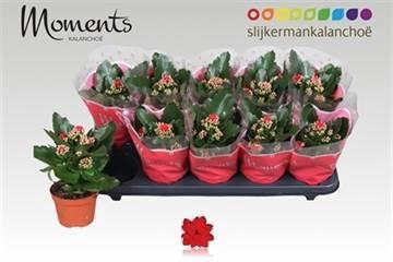 <h4>KAL GE SECRET RED</h4>