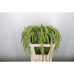 Amaranthus Caudatus Cycloop