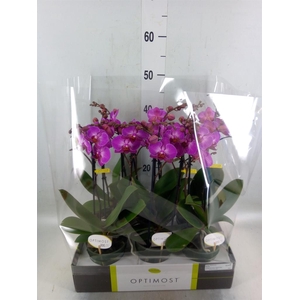 Phalaenopsis multi.   ...lilac