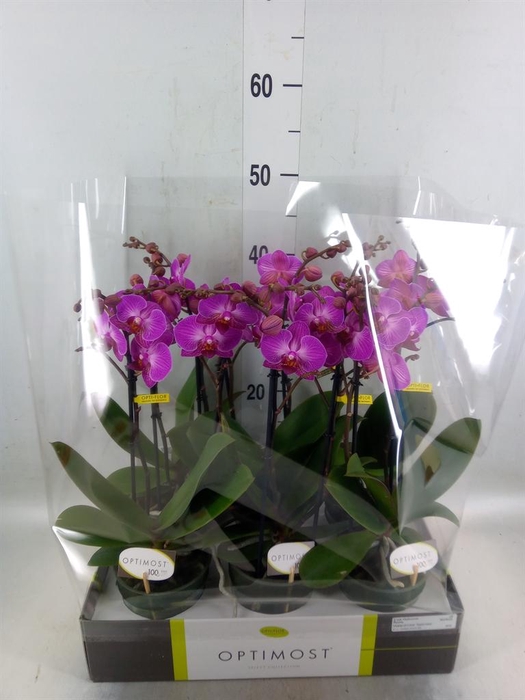 <h4>Phalaenopsis multi.   ...lilac</h4>