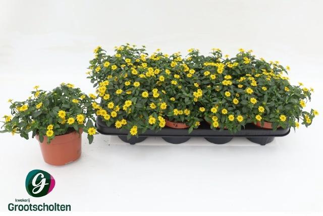 <h4>SANV YELLOW BEAUTY</h4>