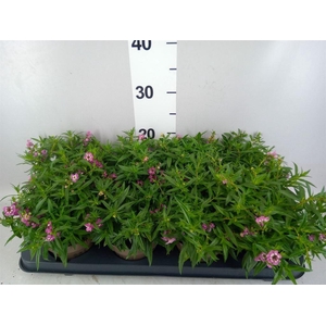 Angelonia  'Serena Lavender'