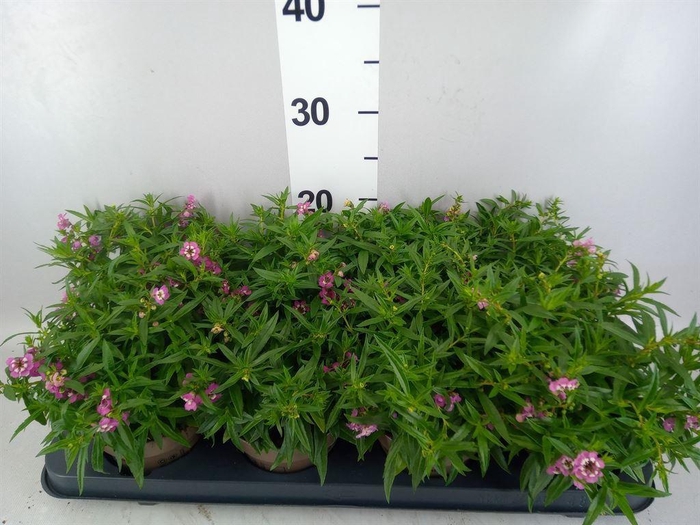 <h4>Angelonia  'Serena Lavender'</h4>