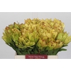 Leucadendron Goldstrike