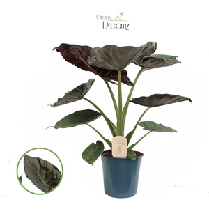 Alocasia Wenti