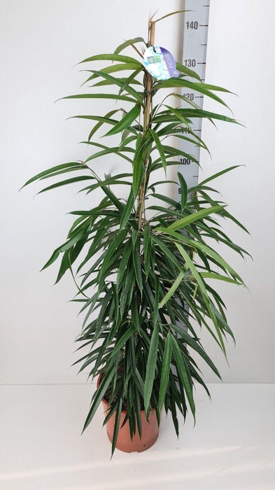 <h4>FIC BIN ALII</h4>