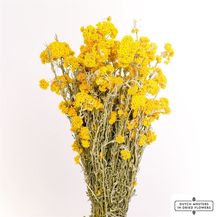 <h4>Dried Sanfordii Yellow Bunch</h4>