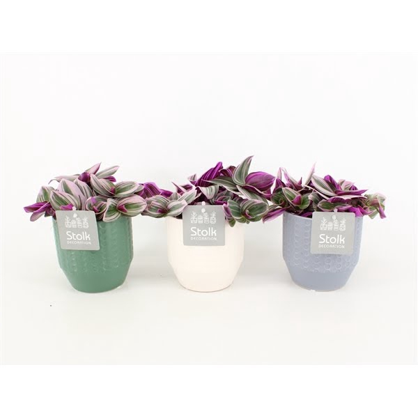 <h4>Tradescantia Nanouk In Exspression keramiek</h4>