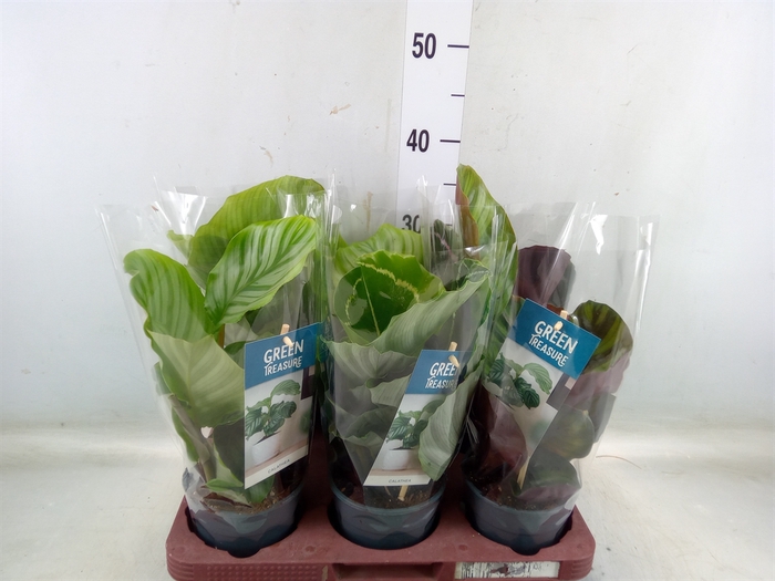 <h4>Calathea   ...mix</h4>