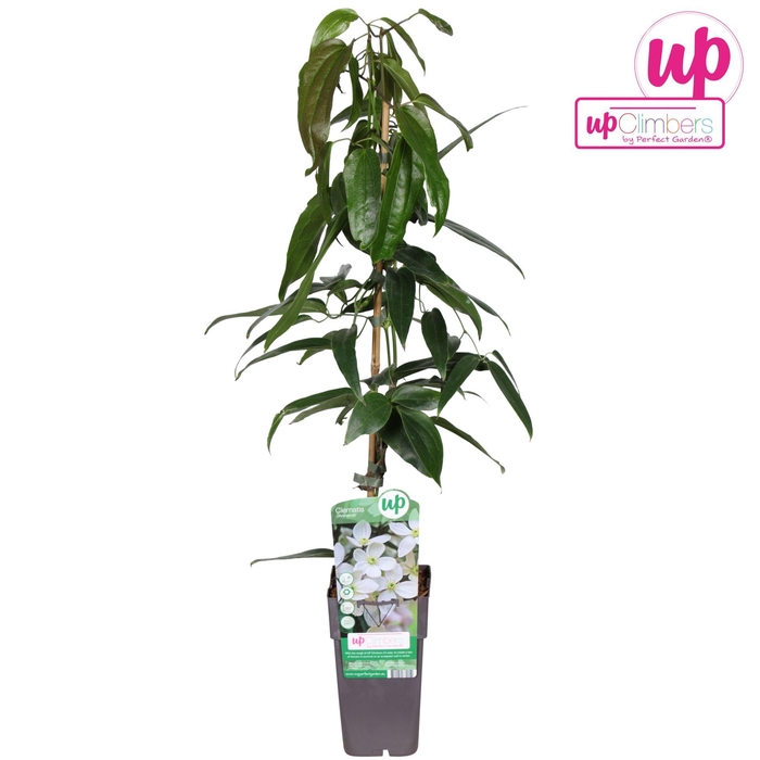 <h4>Clematis armandii</h4>