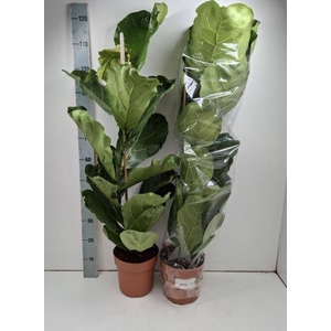 FICUS LYRATA
