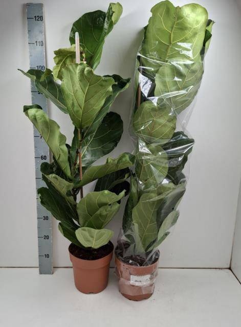 <h4>FICUS LYRATA</h4>