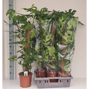 Monstera Piccolo 19Ø 90cm 2pp