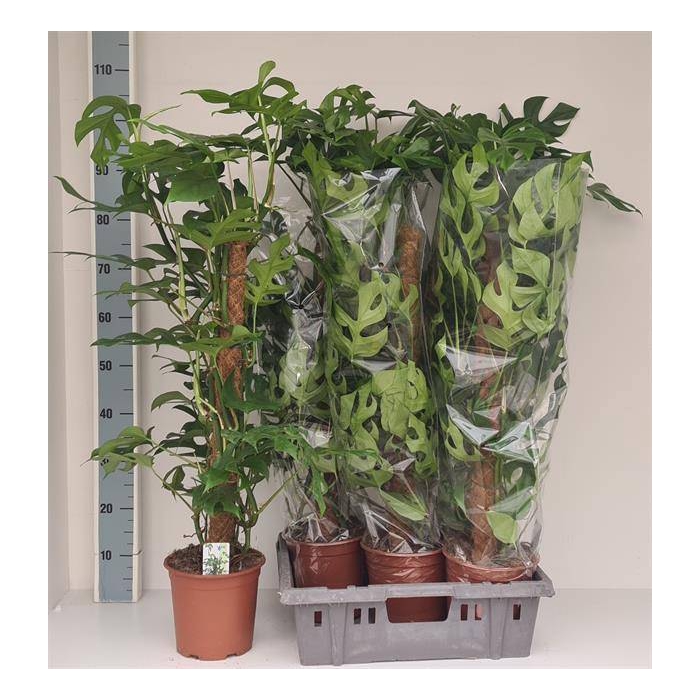 <h4>Monstera Piccolo 19Ø 90cm 2pp</h4>