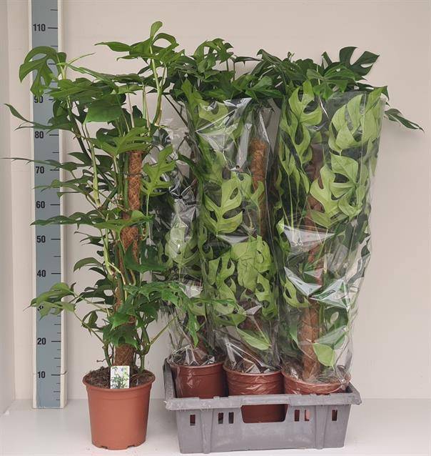 Monstera Piccolo 19Ø 90cm 2pp
