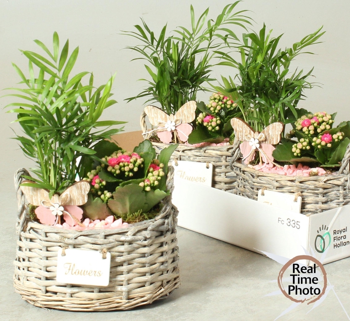 <h4>ARR KAMERPL</h4>