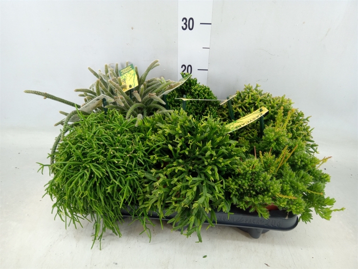 <h4>Rhipsalis   ...mix</h4>