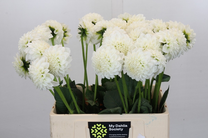 Dahlia Ice Ice Baby