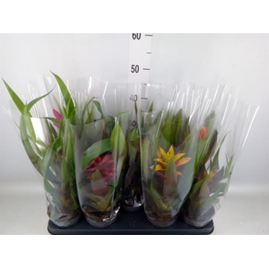 Guzmania ...mix