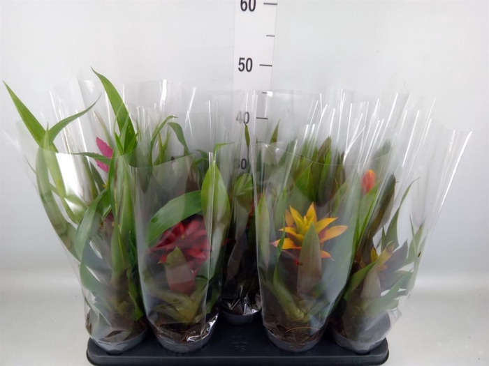 <h4>Guzmania ...mix</h4>