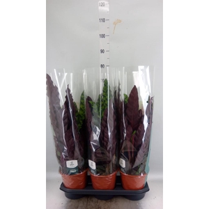 Calathea lancifolia