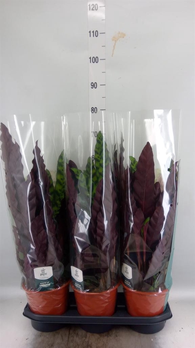 <h4>Calathea lancifolia</h4>