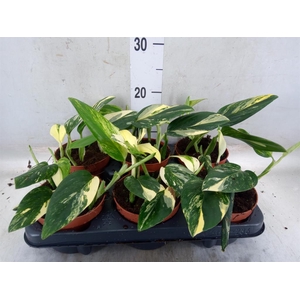 Monstera   ...