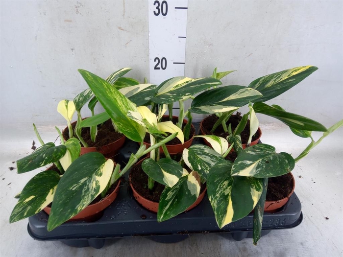 <h4>Monstera   ...</h4>