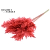 Pampas Grass 100cm 5st/bunch Coral