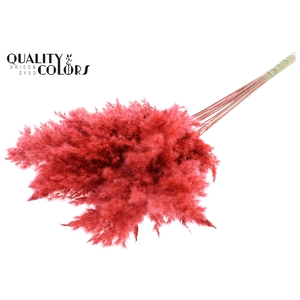Pampas Grass 70cm 10st/bunch Coral