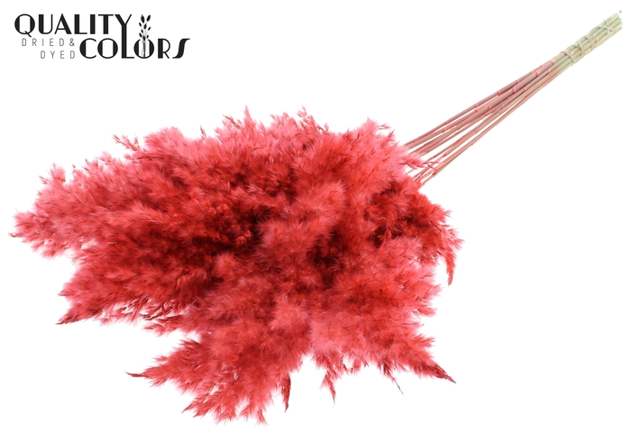 Pampas Grass 100cm 5st/bunch Coral