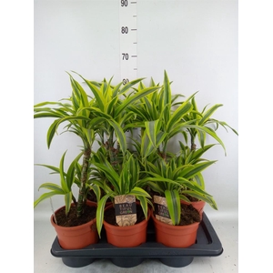 Dracaena fr de 'LemonLime'