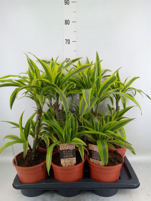<h4>Dracaena fr de 'LemonLime'</h4>