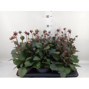 Dahlia  'Revelation Salmon Bicolor'