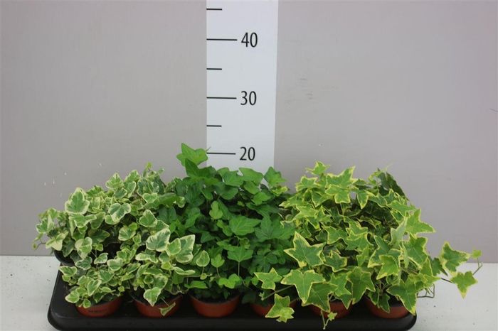 <h4>Hedera He Gemengd</h4>