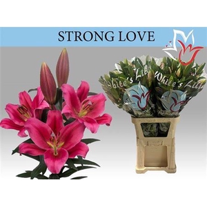 Li Ot Strong Love