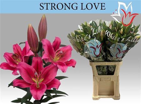 <h4>Li Ot Strong Love</h4>