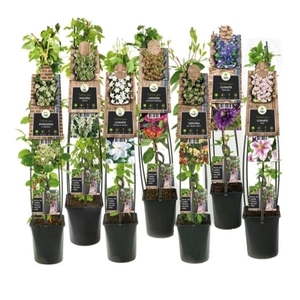 Mixtray 50% Clematis, 50% Climbers +3.0 label