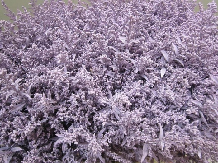 <h4>Solidago Licht Milka</h4>