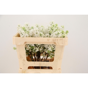 SYR V MME FL STEPMAN