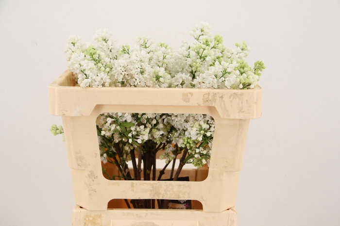 <h4>SYR V MME FL STEPMAN</h4>