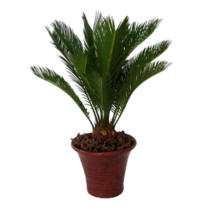 Cycas in hosta small bruin