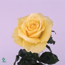 GREVI IVANHOE BRONZE