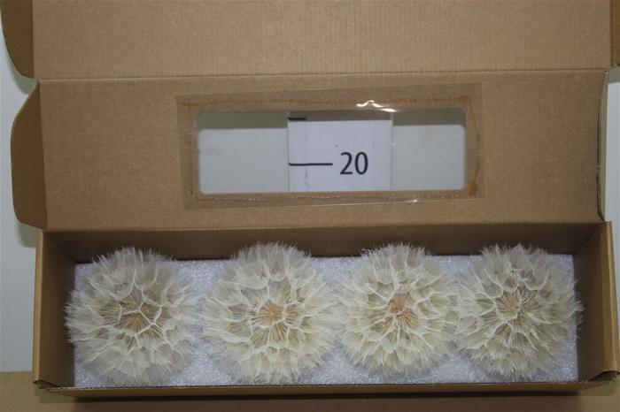 <h4>Dried Dandelion Bleach</h4>