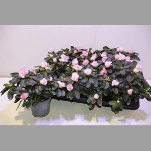 Rhodo Si Hulsten